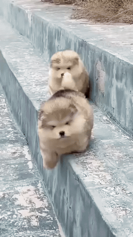 3plcN0.gif