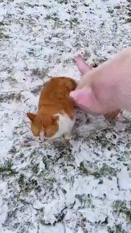 701PKc.gif