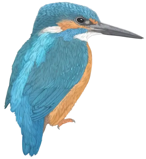 DseYKv.webp