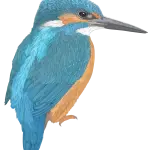 DseYKv
