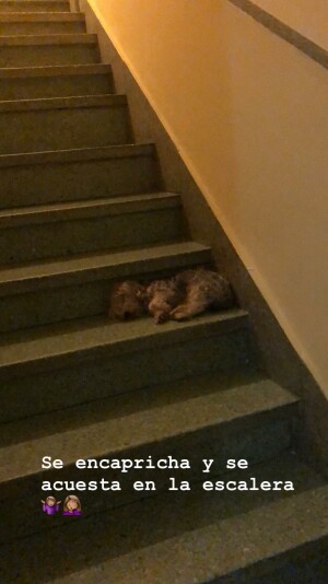 Se encapricha y se acuesta en la escalera 