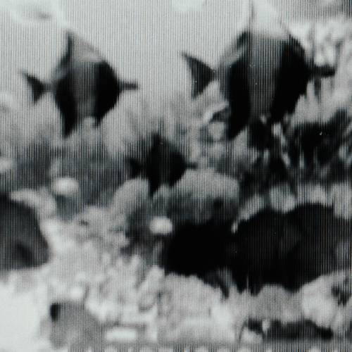 N77mYe.png