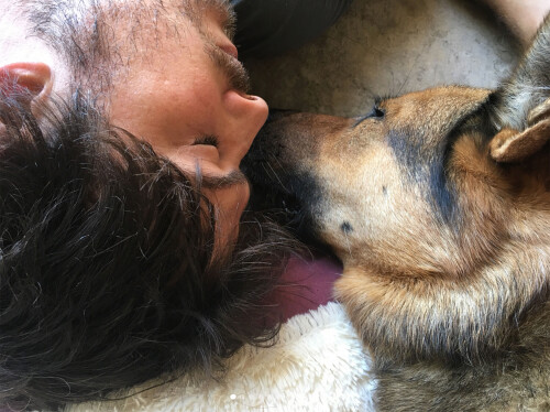 Ian somerhalder dog dieshttps://www.instagram.com/p/Bj75XDxgmGQ/?taken-by=iansomerhalderCredit: Ian Somerhalder/Instagram