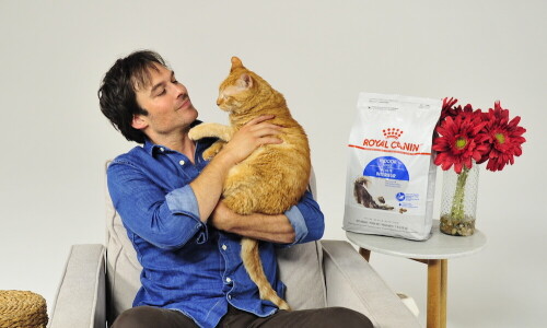 - Los Angeles, CA - 06/18/2018 -Actor and activist Ian Somerhalder and his cat, Moke, partnered with Royal Canin to raise awareness for its Take Your Cat To the Vet Day campaign to promote the importance of preventive veterinary care for cats.-PICTURED: Ian Somerhalder with his cat Moke-PHOTO by: Michael Simon/startraksphoto.com-MS470117Editorial - Rights Managed Image - Please contact www.startraksphoto.com for licensing fee Startraks PhotoStartraks PhotoNew York, NY For licensing please call 212-414-9464 or email sales@startraksphoto.comImage may not be published in any way that is or might be deemed defamatory, libelous, pornographic, or obscene. Please consult our sales department for any clarification or question you may haveStartraks Photo reserves the right to pursue unauthorized users of this image. If you violate our intellectual property you may be liable for actual damages, loss of income, and profits you derive from the use of this image, and where appropriate, the cost of collection and/or statutory damages.