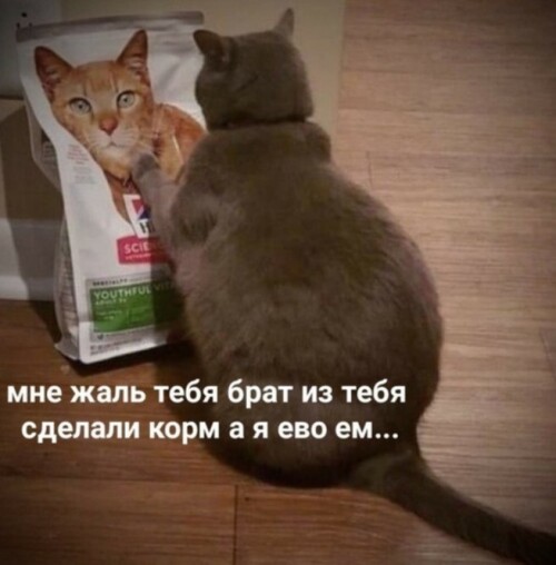 ShKzZ2.jpeg