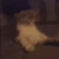 bXPCSH.gif