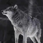 eWcRje.gif