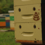 g2jbiP