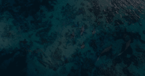 kBlEHv.gif