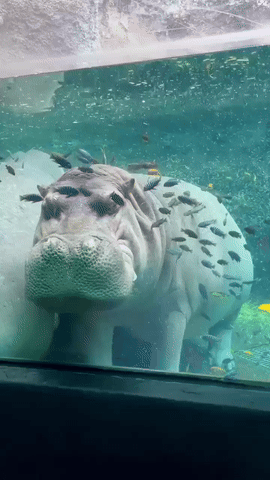 pcwWUA.gif