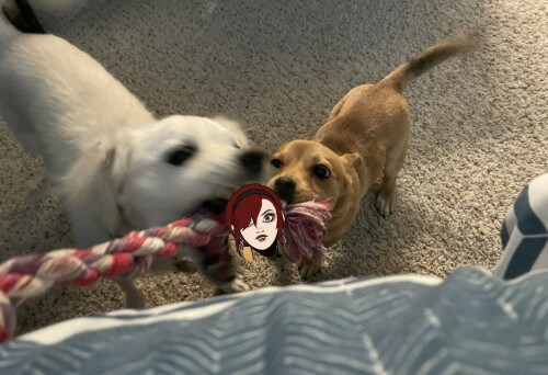 rPhJqQ.jpg