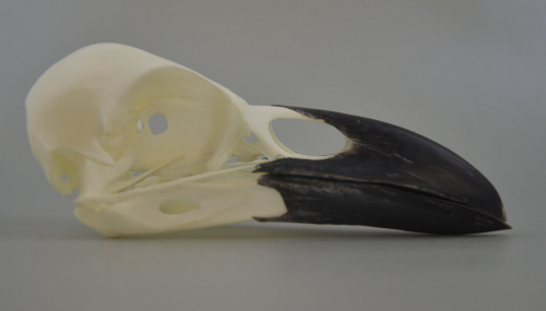 common raven skull